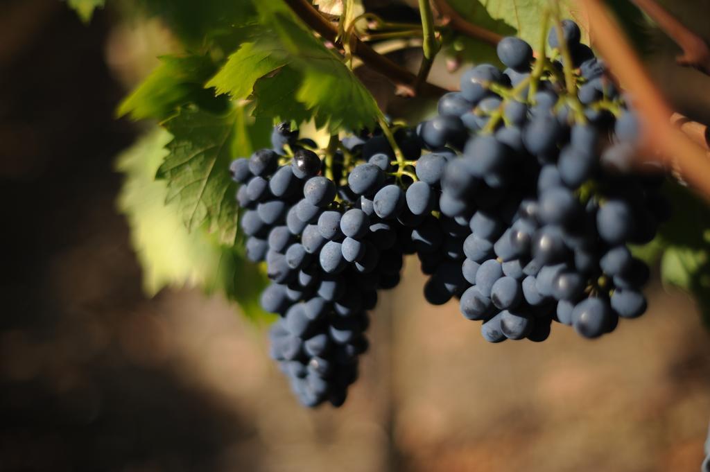 Agriturismo Tenuta Conti Faina Fratta Todina Bilik gambar